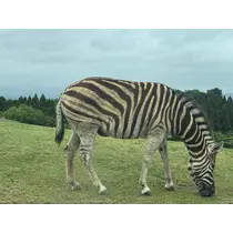にこる