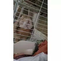 ほのか