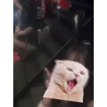 シイナ