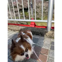 あいら