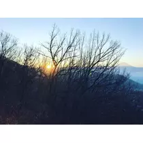 東条 茉叶菜