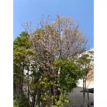 立華 碧