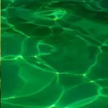 緑 四葉