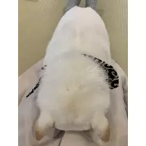 かえで