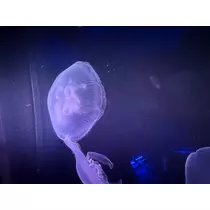 ユメ
