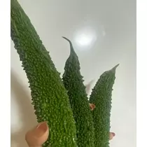 薫