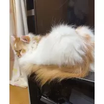 こはく
