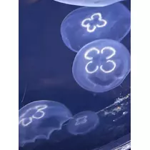 緑 四葉