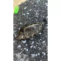 かの