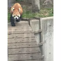 桐島 りゅう