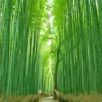 緑 四葉
