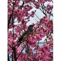 姫花