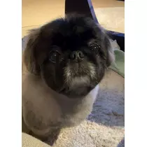 夏目 梨仔