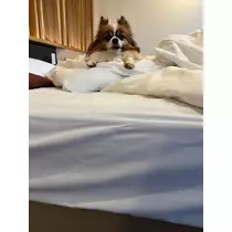 あいら