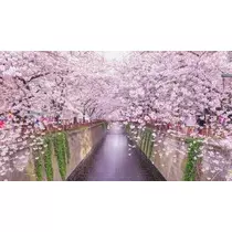 白石 愛莉