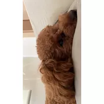 かの