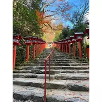 姫花