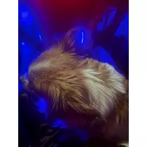あいら