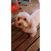 愛羽 仁美
