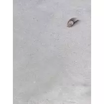 みこと