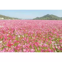 エミ （スタッフ）