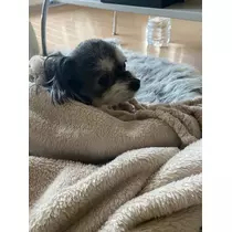 うづき ふうか