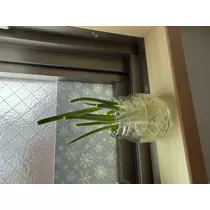 かえで