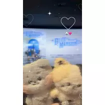 ティラノまな