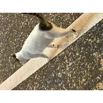 れいん