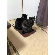 ゆう