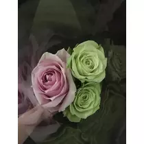 白石 愛莉