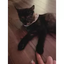 さつき