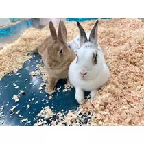 ユズ