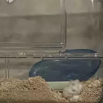 ちゃお