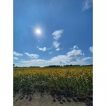 結城 かなの
