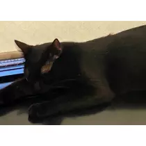 りん