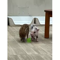 緑 四葉