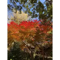 愛羽 仁美