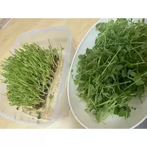 かえで