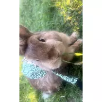 セナ