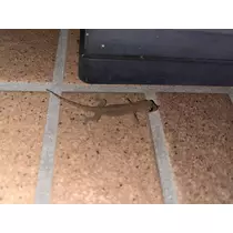あめ ．