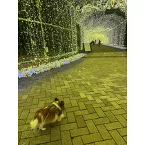 あいら
