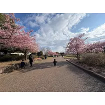 みやび