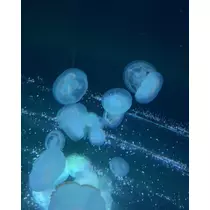 ありす