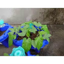 千兎 ちひろ