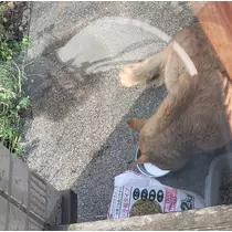 りか