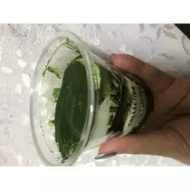 梨沙子