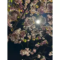 はるか