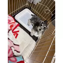 天月 あすな