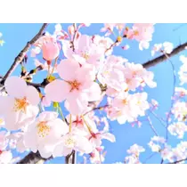 ゆうか ママ